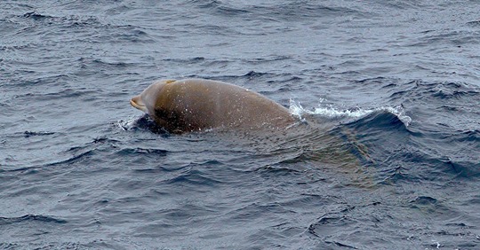 Der Profi unter den Walen: Cuvier-Schnabelwal stellt Tauch-Rekord auf