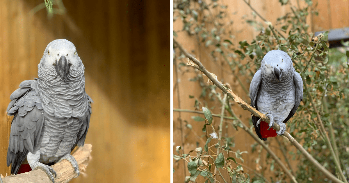 Fünf Papageien werden aus der Öffentlichkeit eines Wildparks gezogen – hatten Besucher zu sehr beleidigt