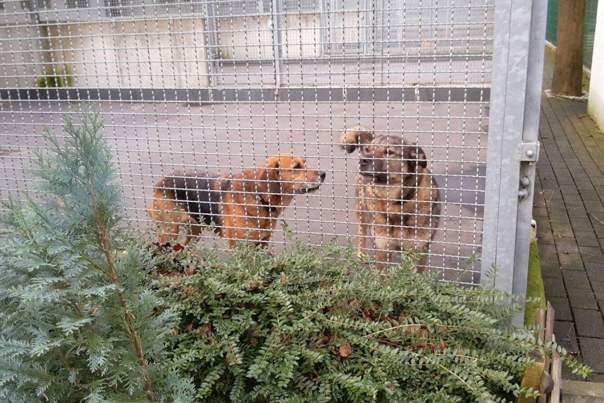 Tierheim hat Grund zum Feiern – über 70 Tiere konnten vermittelt werden, Käfige sind leer