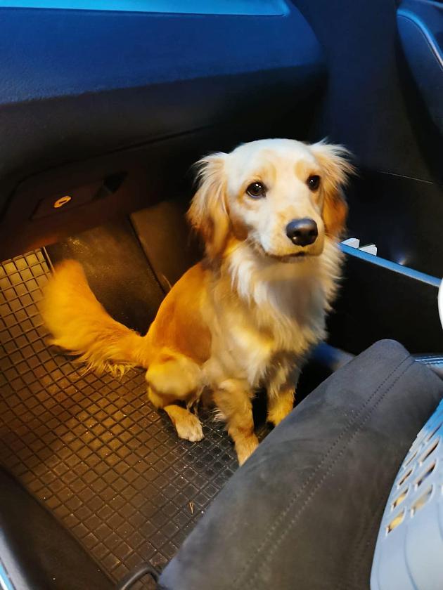 Unbekannter wirft Hund aus Auto   Zeugen nehmen die Verfolgung auf