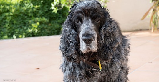 Rocky (†15) war 10 Jahre verschwunden: Hund stirbt wenige Tage nach Wiedersehen mit Frauchen