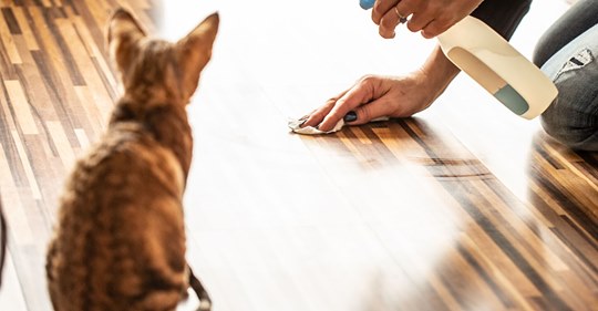 5 alarmierende Gründe, warum deine Katze ständig in die Wohnung pinkelt