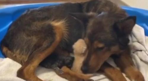 Rettungshund adoptiert Kätzchen nach dem Verlust ihrer Welpen