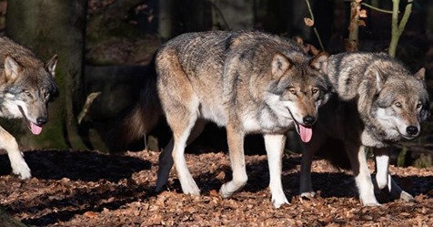 Zu alt zum Vermitteln: Kopenhagener Zoo tötet drei Wölfe und einen Braunbären