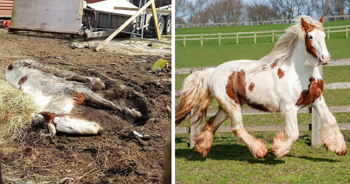Pferd wird von Besitzer wie Dreck behandelt, kämpfte ums Überleben – findet neuen Lebensmut nach Rettung