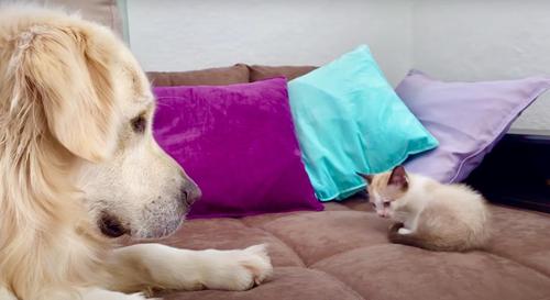 Flauschiger Golden Retriever und süße Babykatze spielen zum ersten Mal zusammen