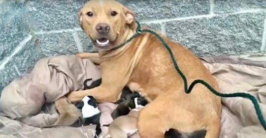 Pitbull Mutter und ihre 10 neugeborenen Welpen wurden auf der Türschwelle eines Tierheims ausgesetzt