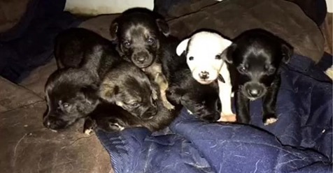 Hunde Mama „Erna“ und ihre sechs kleinen Welpen von Dieben aus Zuhause gestohlen