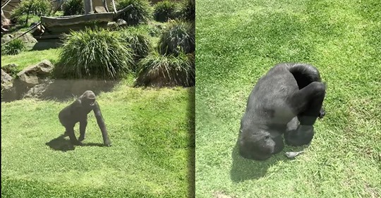 Verletzter Vogel landet in Affen Gehege   neugieriger Gorilla geht auf Tuchfühlung