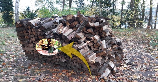 Holzstapel: Behörden Irrsinn wegen fehlender Baugenehmigung