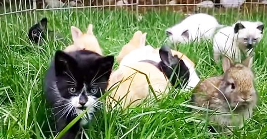 Katzenbabys wurden von Kaninchen aufgezogen und nun hoppeln sie genauso