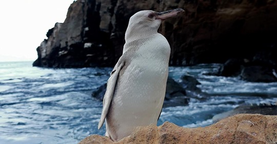 Gendefekt als Ursache: Komplett weißer Pinguin auf Galapagos-Inseln entdeckt