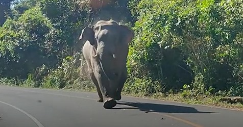 Schockmoment für Familie: Elefant attackiert Auto
