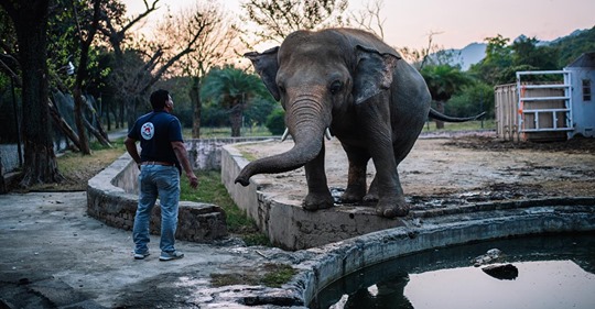 Nach 35 Jahren: Der einsamste Elefant der Welt fliegt jetzt in die Freiheit