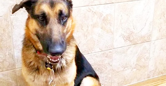 Deutscher Schäferhund  Gestresst  als er nach der Geburt des Kindes im Tierheim zurückgelassen wurde