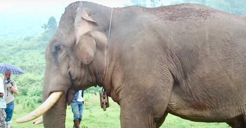 Die Ketten des Elefanten werden nach einem Leben voller Schmerz entfernt