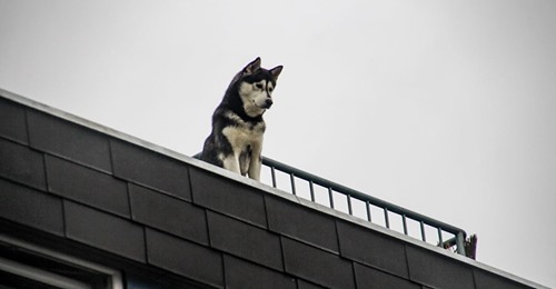 KLETTERPARTIE IN KREFELD Husky Esko steigt Frauchen aufs Dach