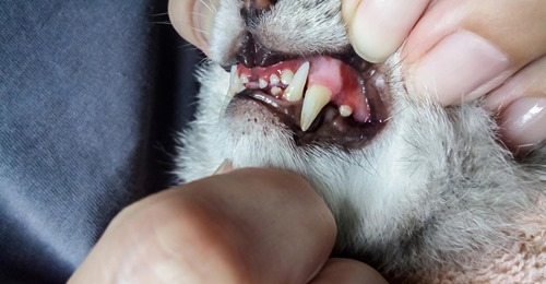 Zahnfleischentzündung bei der Katze: Symptome richtig deuten