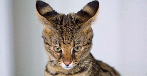 Paar zahlt Tausende Euro für exotische Hauskatze   und bekommt stattdessen ein Tiger Baby