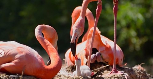 IN FLUSSMÜNDUNGEN Schadstoffe stören Entwicklung von Flamingos