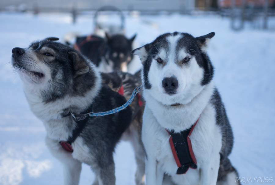 Keine Touristen: Husky Farmen in Lappland müssen ihre Hunde töten – Schlittentouren fallen aus
