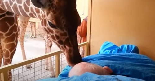 Giraffe gibt todkrankem Zoowärter einen Abschiedskuss