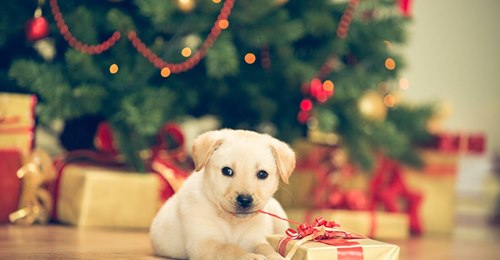 Tierheim bietet Vermittlungsgutscheine zu Weihnachten an