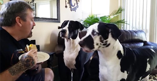 Hundebesitzer sagt seinen Haustieren, dass sie sein Sandwich nicht haben dürfen, und sie reagieren mit süßem Wutanfall