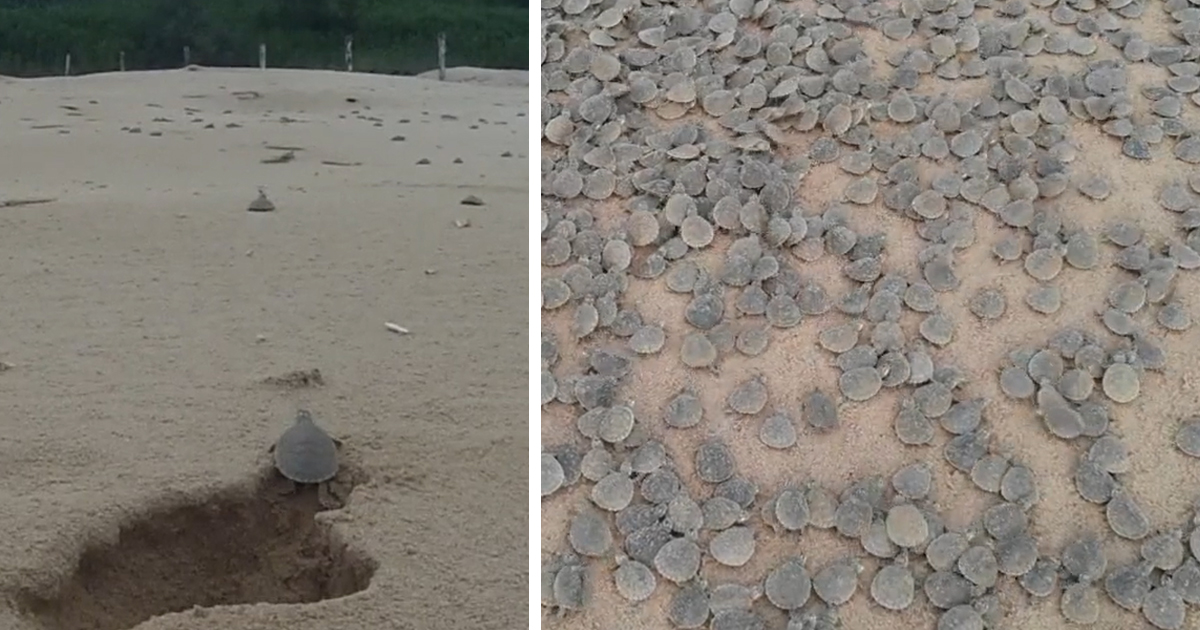 Brasilien: Zehntausende Schildkröten einer bedrohten Art schlüpften gleichzeitig – rührendes Naturschauspiel