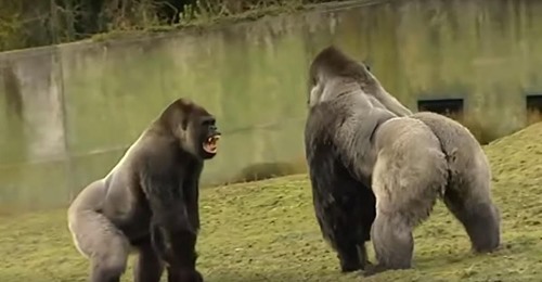 Ein 1,83m großer Gorilla erwischt die Zoowärter unvorbereitet, was dazu führt, dass sich seltenes Filmmaterial weit im Internet verbreitet