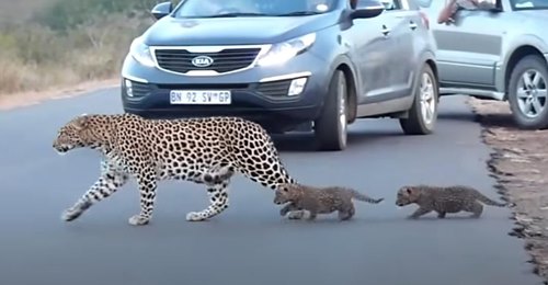Seltene Filmaufnahmen zeigen Leopardenmutter mit zwei Jungtieren über die Straße laufen