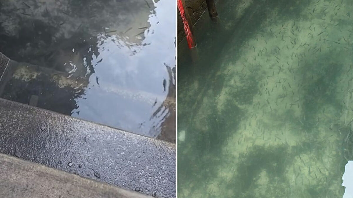Klares Wasser in Venedigs Kanälen: Italien steht still & die Umwelt erholt sich sofort