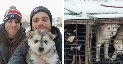 Olympischer Skifahrer rettet 90 Hunde aus südkoreanischer Hundefleisch-Farm und hilft bei Schließung