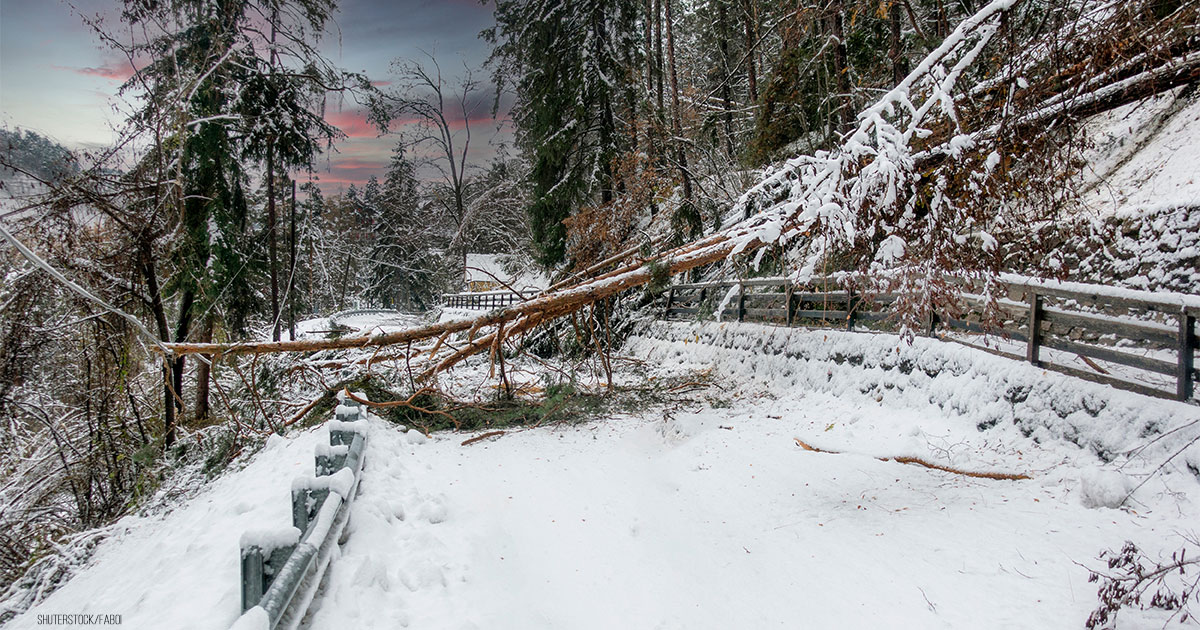 Schneemassen im Schwarzwald: Rentnerin (†72) beim Gassi gehen von Baum erschlagen