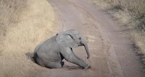 Entzückendes Video von einem Elefantenbaby, das einen Wutanfall hat – seine Mutter reagiert hervorragend