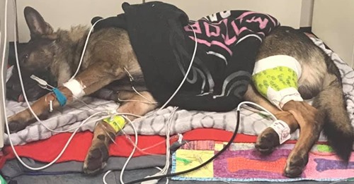 Hund überlebt Schießerei und wird zum Polizeihelden – jetzt wird er im Netz gefeiert