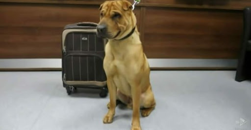 Herzloses Herrchen lässt Hund am Bahnhof zurück und bindet ihn mit all seinen Sachen an einen Koffer