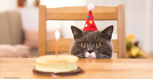 Infizierte feiert Geburtstagsparty für ihre Katze & steckt mindestens 14 Gäste an