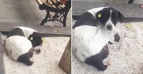 Die emotionale Reaktion eines Hundes, als er nach drei Jahren auf der Straße mit seinem Besitzer wiedervereint ist