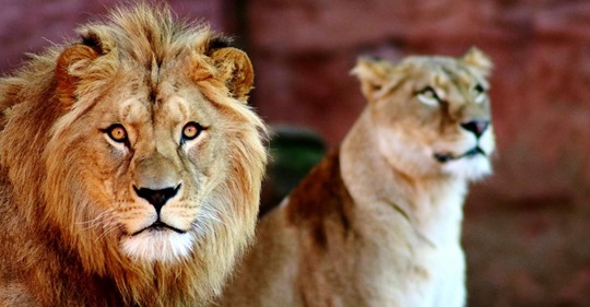 Coronavirus: Gleich vier Löwen im Zoo von Barcelona infiziert   auch Tierpfleger betroffen!