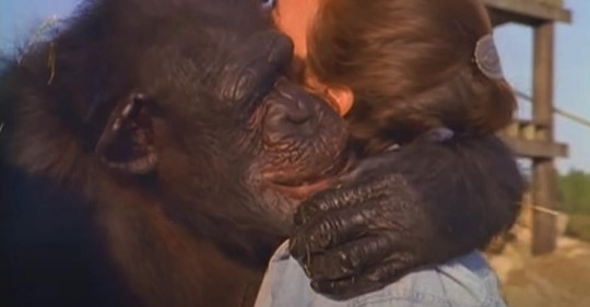 Frau hat ergreifendes Wiedersehen mit Schimpansen, die sie vor fünfundzwanzig Jahren aus dem Labor gerettet hat