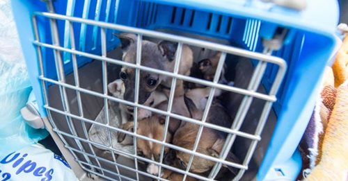  Tiere nicht über den Berg : Tierheim muss Welpen aus Hundetransport aufnehmen