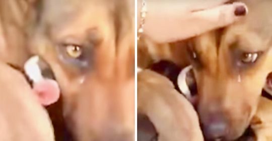Hundemama weint vor Freude, als sie ihre geliebten Welpen wiedersieht