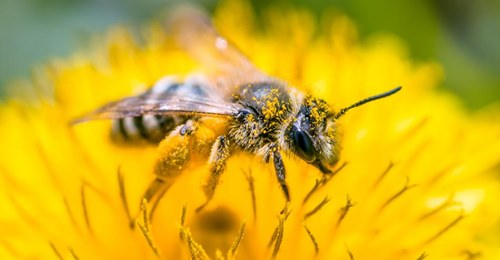 Neue Studie: Ein Viertel aller Bienenarten verschwunden