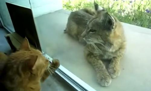 Zwei Katzen reagieren unbezahlbar, als Hauskatze schlafenden Rotluchs auf seiner Veranda findet
