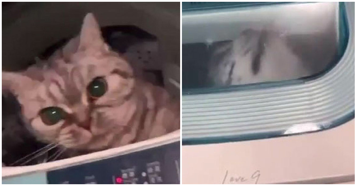Frau wird festgenommen – sie hatte ihre verzweifelte Katze in eine Waschmaschine gesteckt und es gefilmt