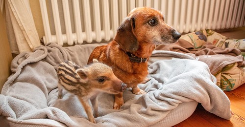 ZUM QUIEKEN! Dackel Oma adoptiert Wildschwein Baby