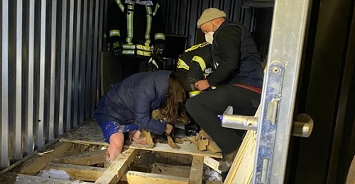 BABYS UNTER CONTAINER GEBOREN Feuerwehr befreit Hündin und ihre Welpen