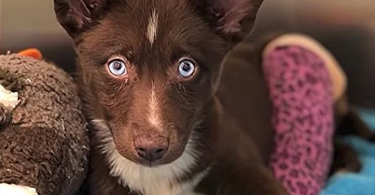 Super seltener Hundewelpe mit faszinierenden blauen Augen konnte mit gebrochenem Bein nicht verkauft werden, landet später im Tierheim