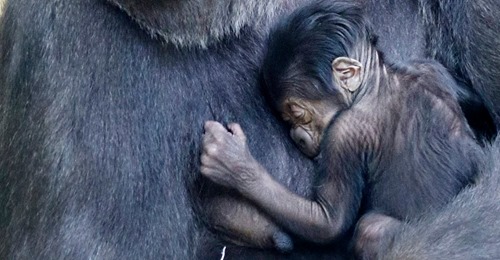 ERSTMALS SEIT 16 JAHREN Gorilla Baby im Zoo Berlin geboren